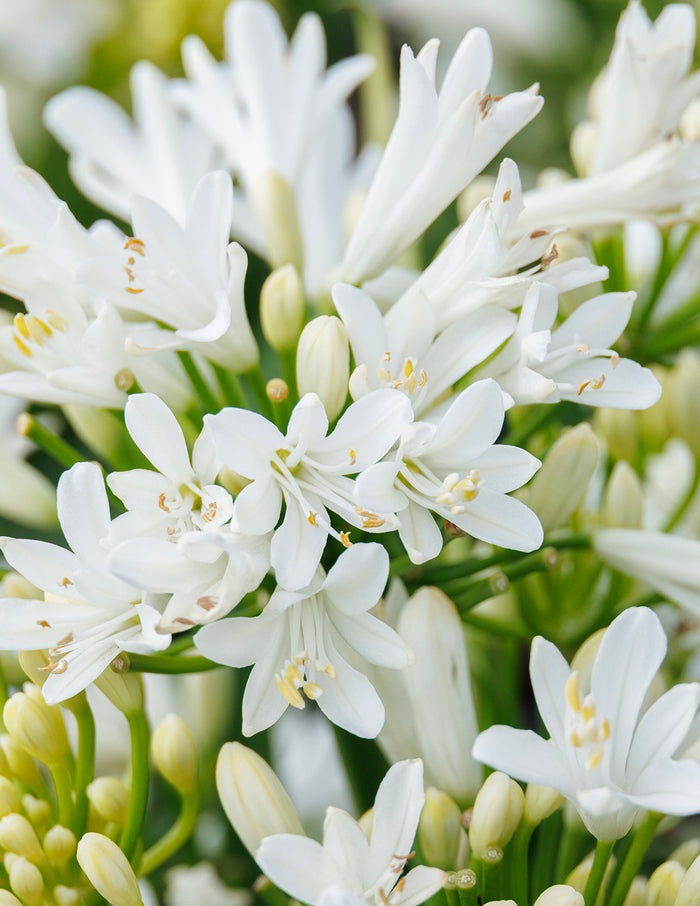 Bridal Veil® Agapanthus