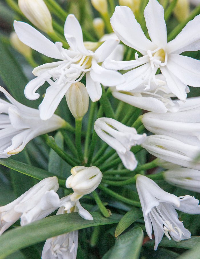 Bridal Veil® Agapanthus