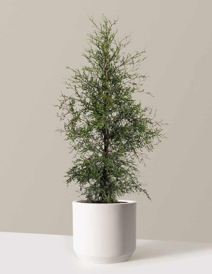 bundle | 3-4 ft. | Mexia | Cream