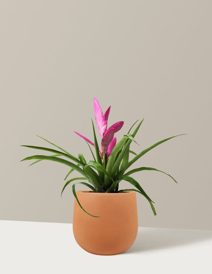 bundle | Small | Raven | Terracotta