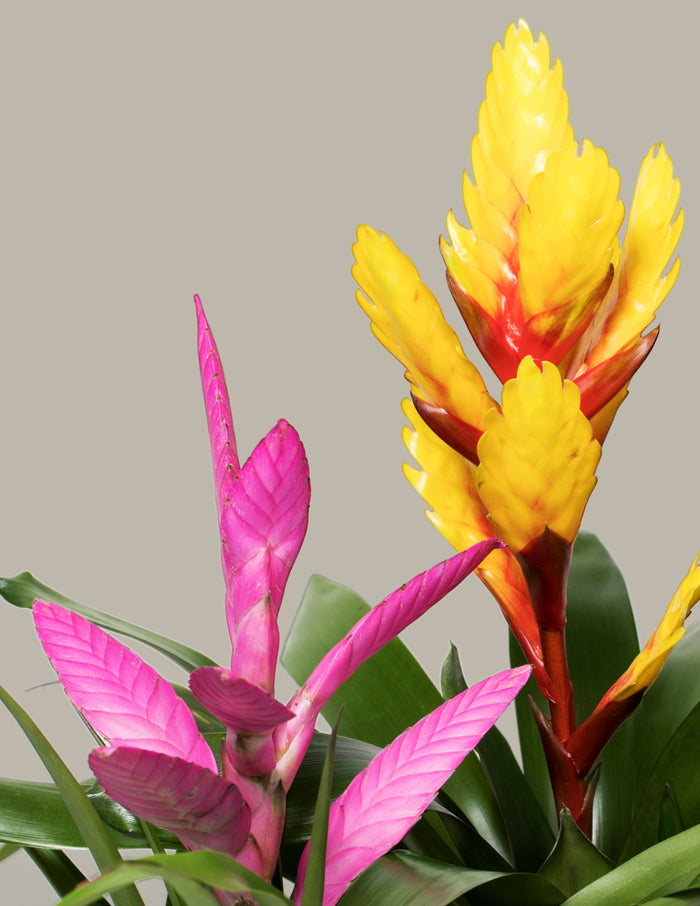 Bromeliad Assortment