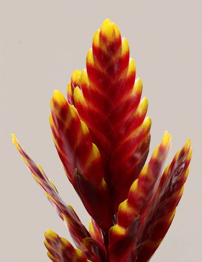 Bromeliad Assortment