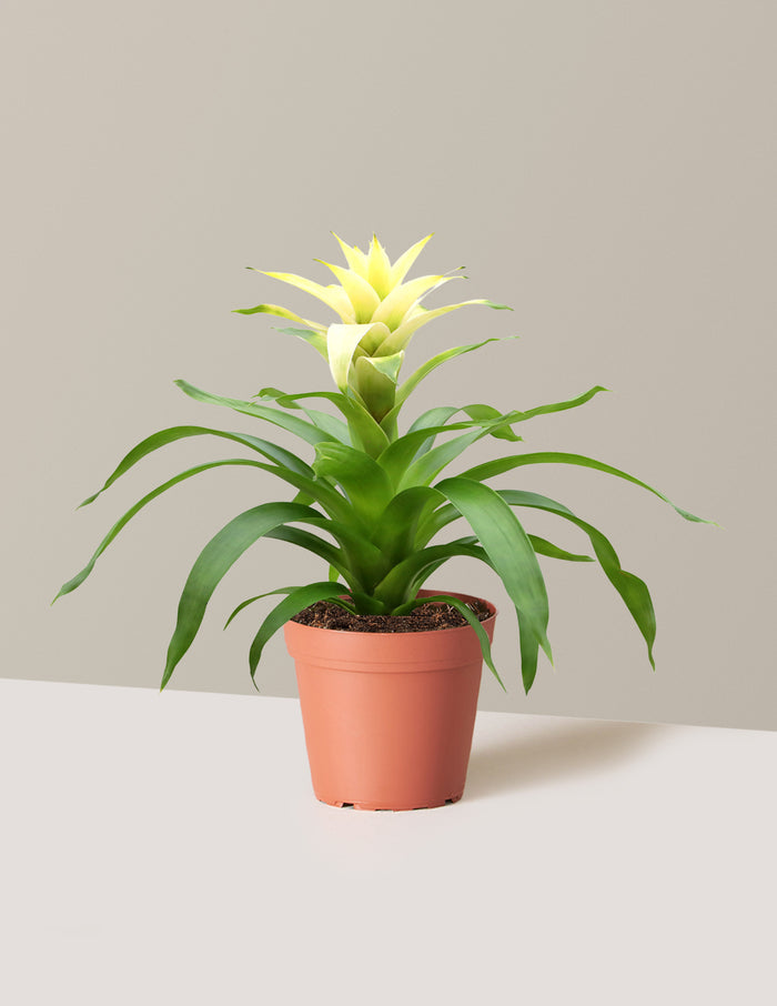 bundle | Small | Grow Pot