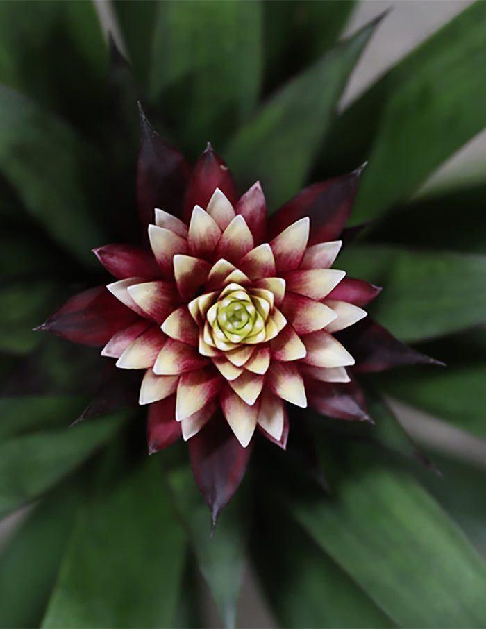 Bromeliad Guzmania Francesca