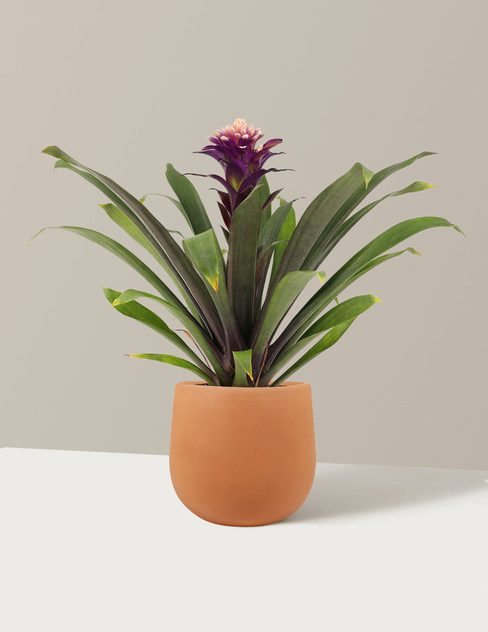 Bromeliad Guzmania Francesca