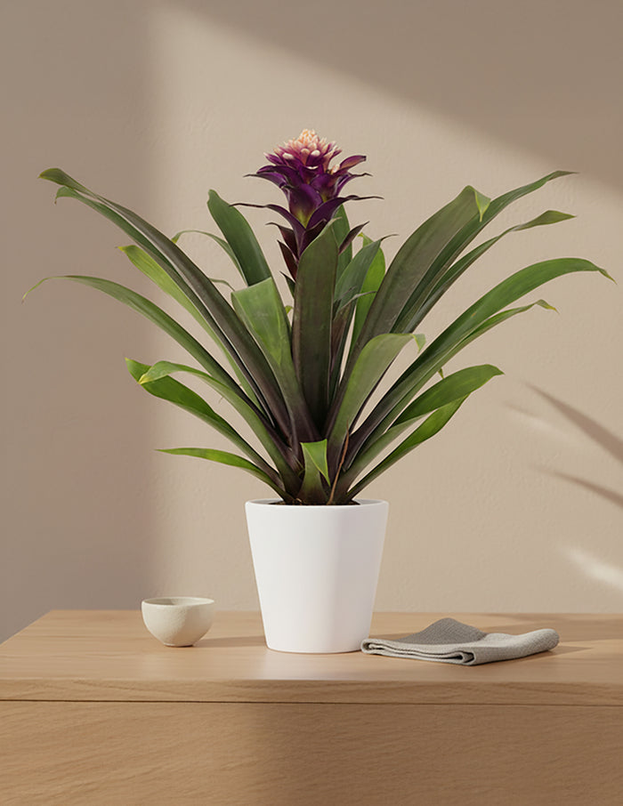 Bromeliad Guzmania Francesca