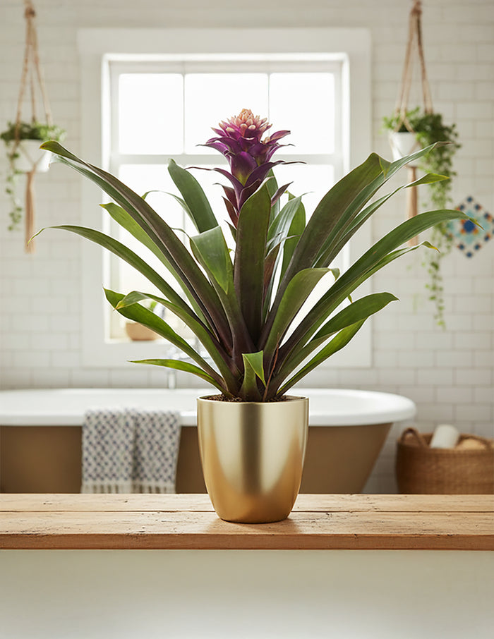 Bromeliad Guzmania Francesca