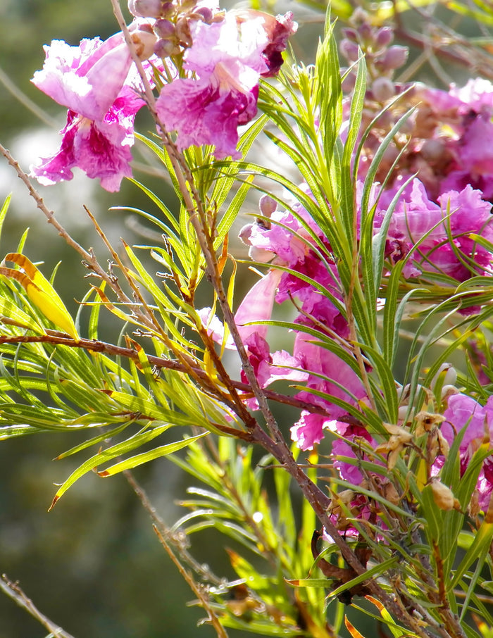 Bubba Jones Desert Willow Tree