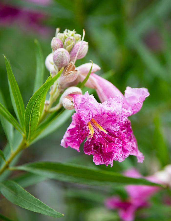 Bubba Jones Desert Willow Tree