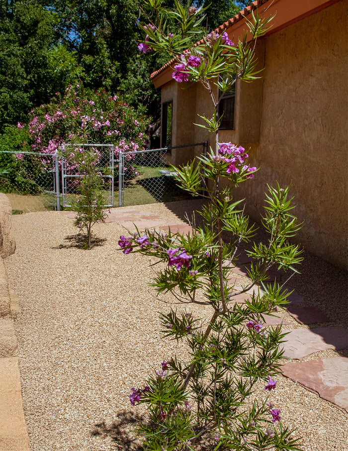 Bubba Jones Desert Willow Tree