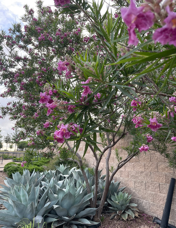 Bubba Jones Desert Willow Tree