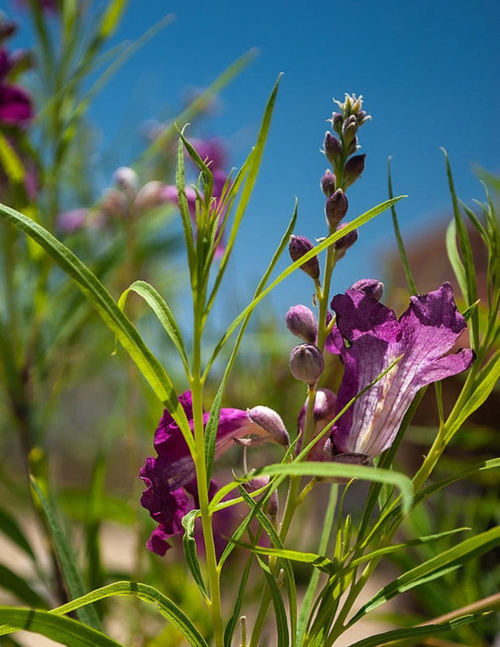 Bubba Jones Desert Willow Tree