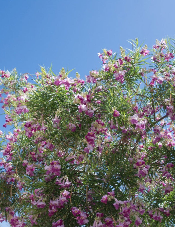Bubba Jones Desert Willow Tree