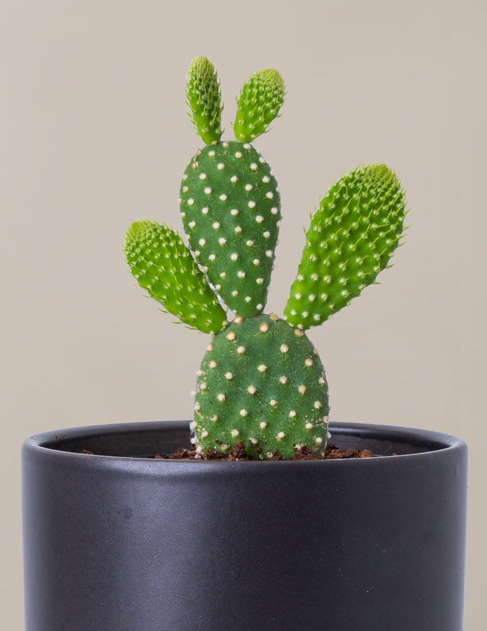 Bunny Cactus