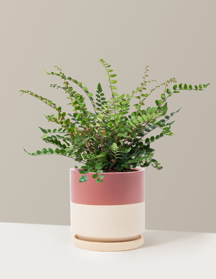 bundle | Medium | Isabella | Half Dusty Rose