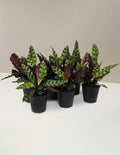 bundle | Small | Grow Pot