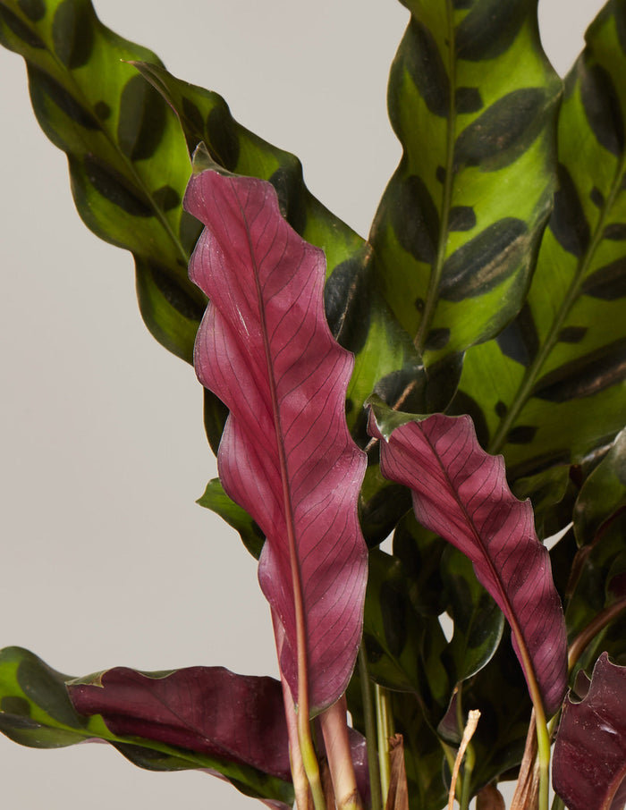 Calathea Rattlesnake Party Pack
