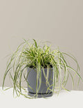 bundle | 1 Gallon | Isabella | Granite