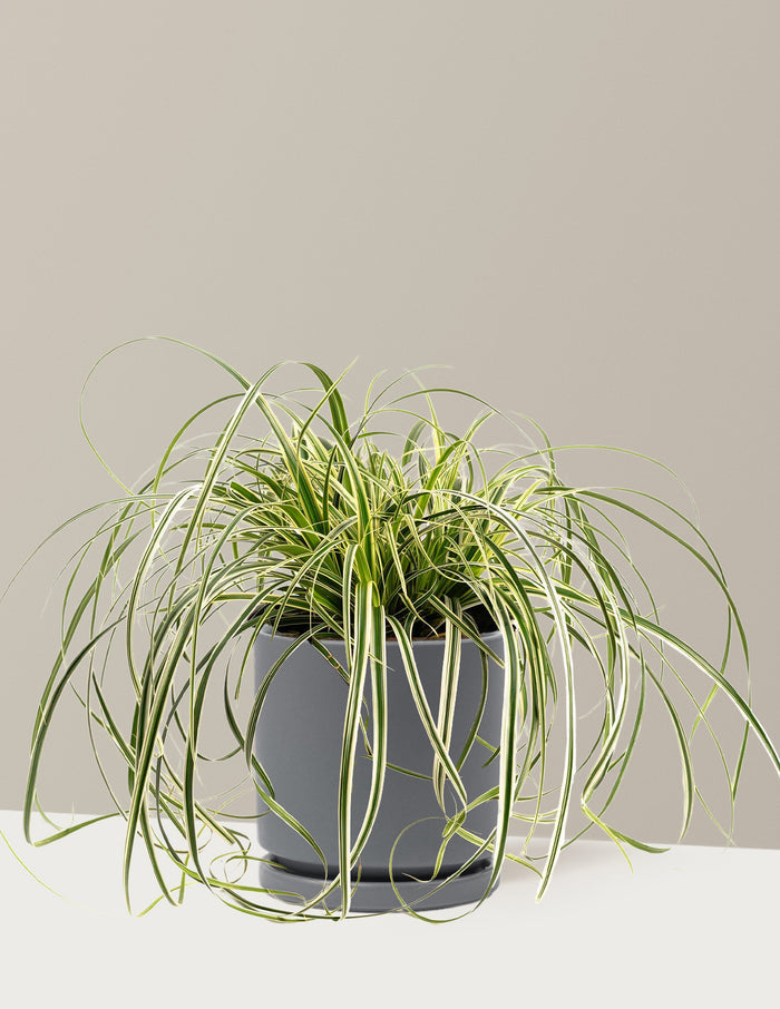 bundle | 1 Gallon | Isabella | Granite