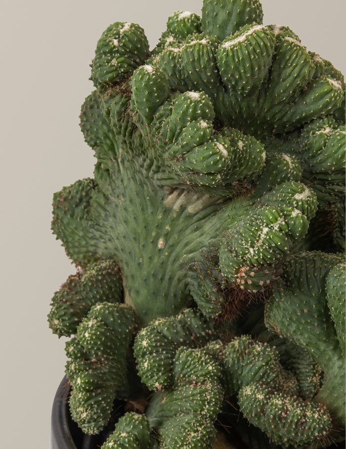 Cereus Green Coral Cactus