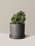 Medium (6-9" tall) / Hyde (7.5" wide) / Black