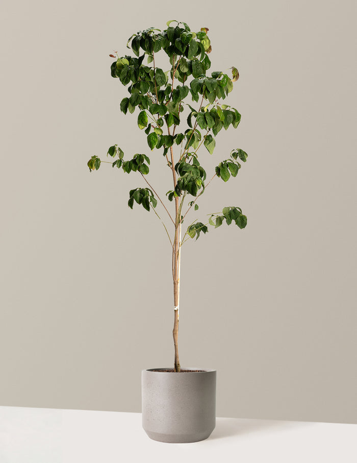 bundle | 3-4 ft. | 5G | Mexia - Cement Grey