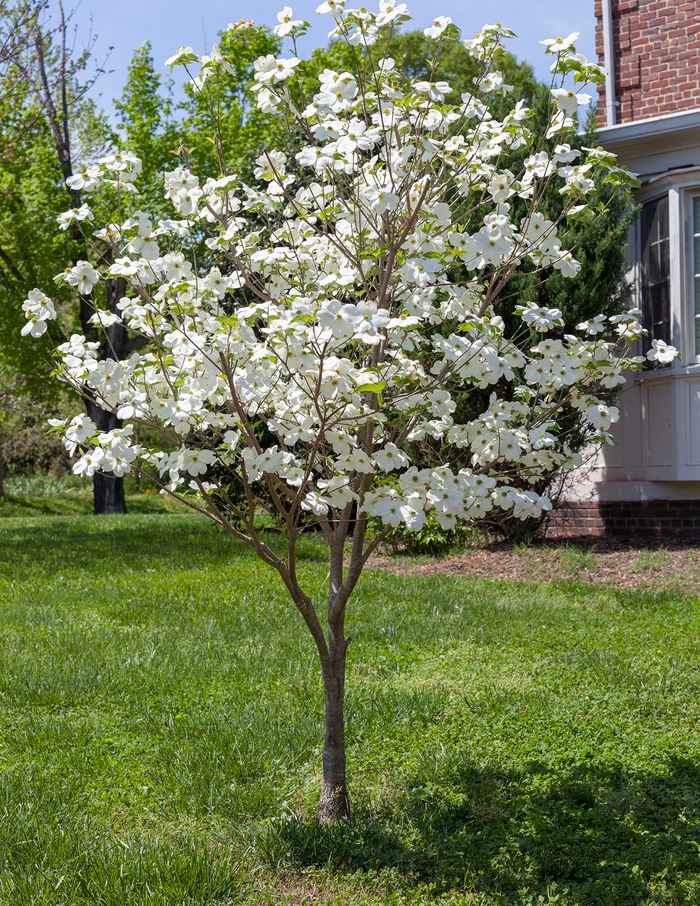 Cherokee Princess® Dogwood Tree