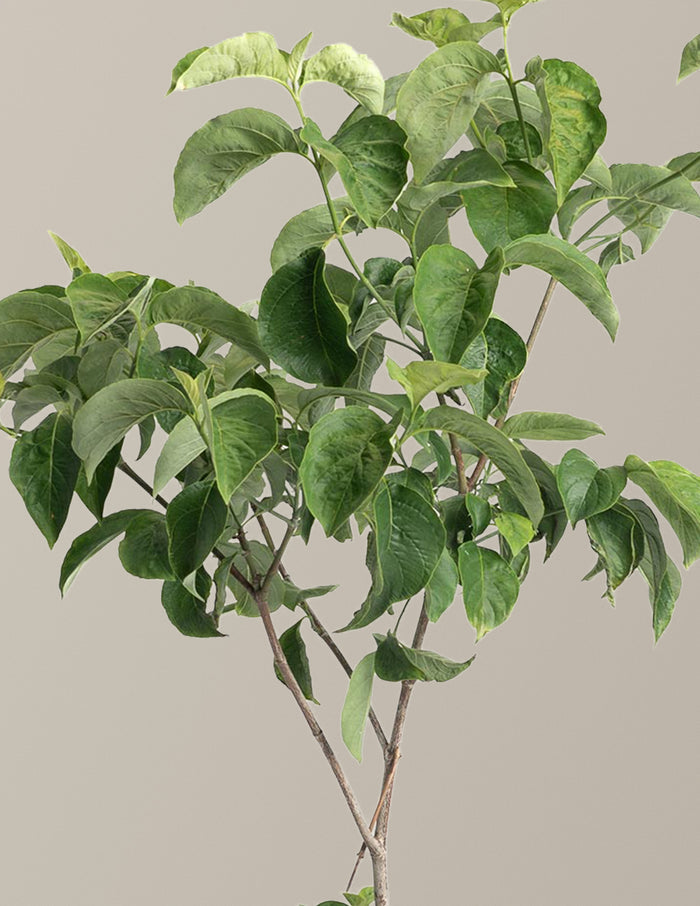 Cherokee Princess® Dogwood Tree
