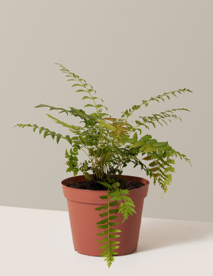 bundle | 1 Gallon - Single | Grow Pot