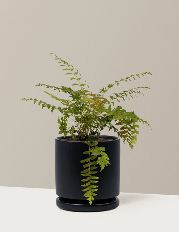 1 Gallon - Single / Isabella (8.25" wide) / Black