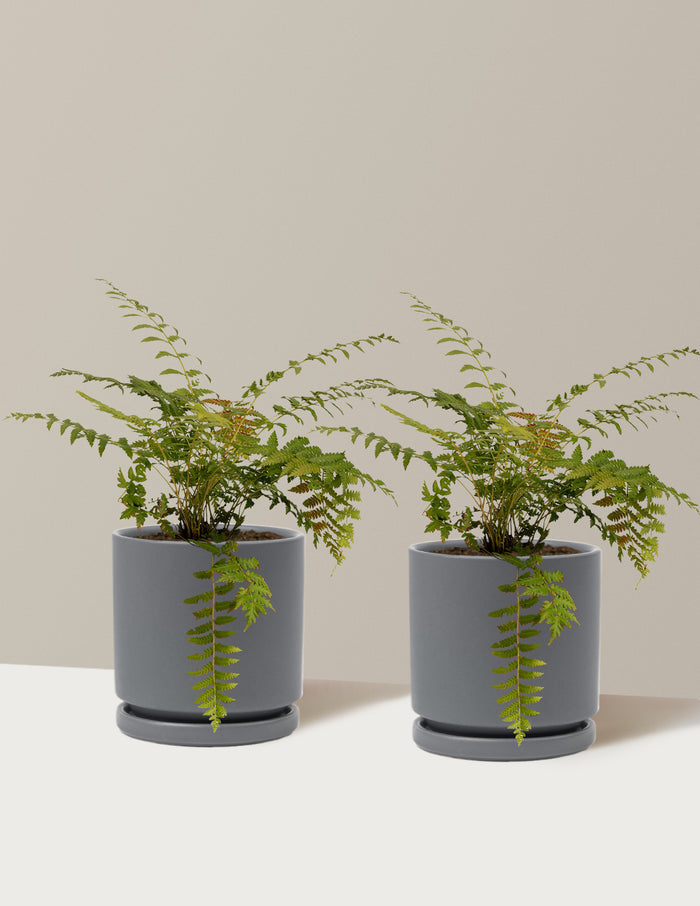 1 Gallon - 2-Pack / Isabella (8.25" wide) / Granite