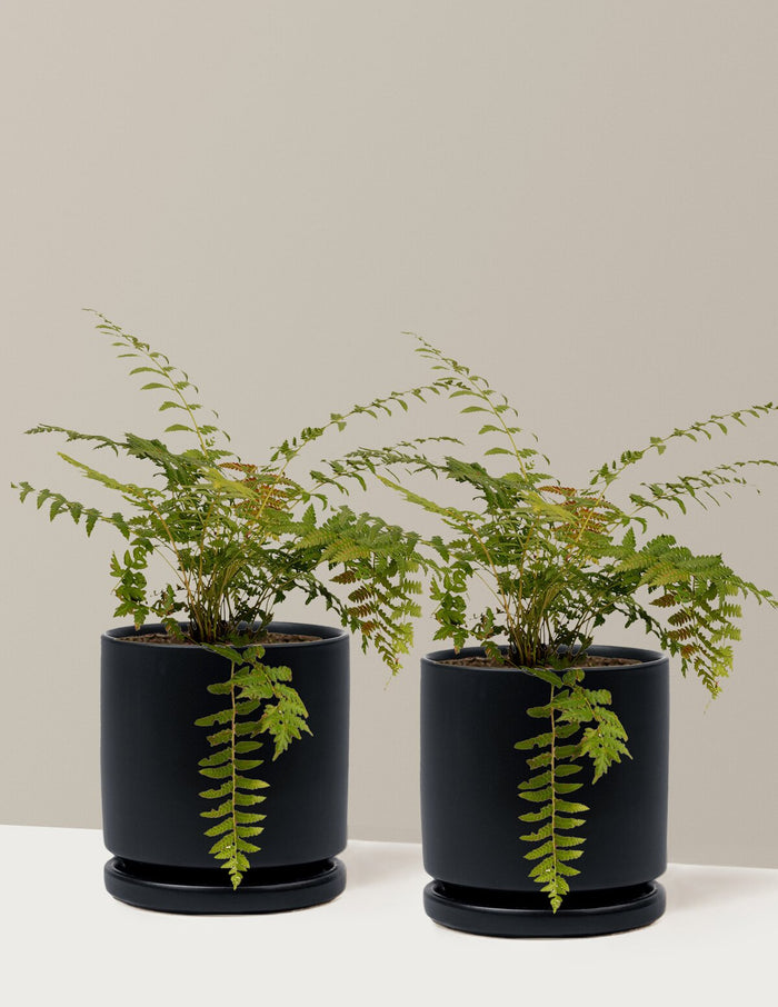 1 Gallon - 2-Pack / Isabella (8.25" wide) / Black