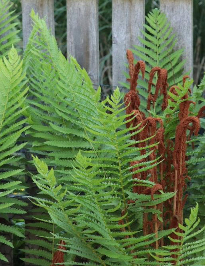 Cinnamon Fern
