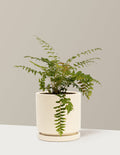bundle | 1 Gallon - Single | Isabella | Almond