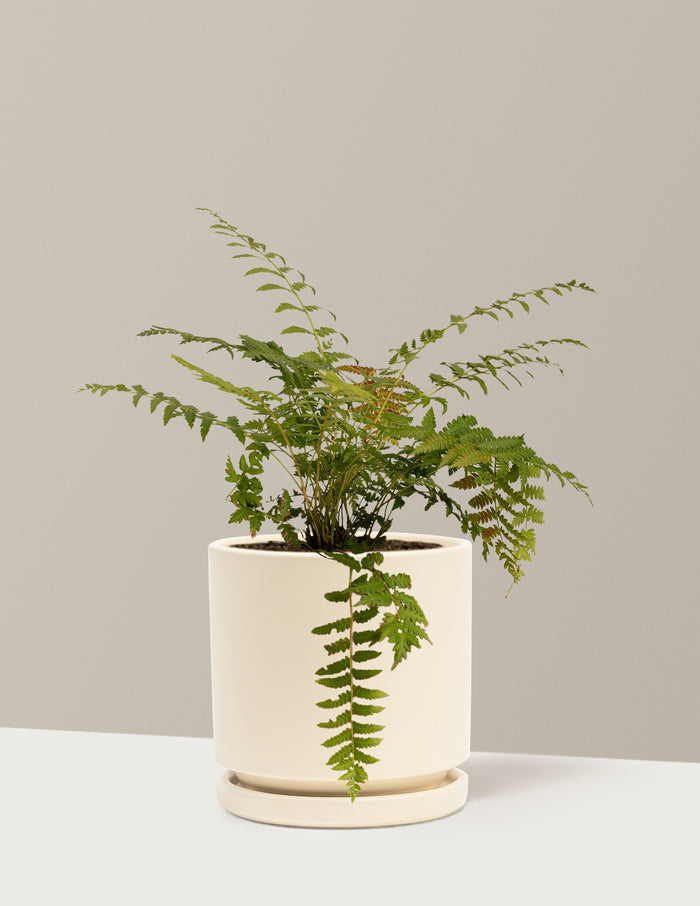 bundle | 1 Gallon - Single | Isabella | Almond