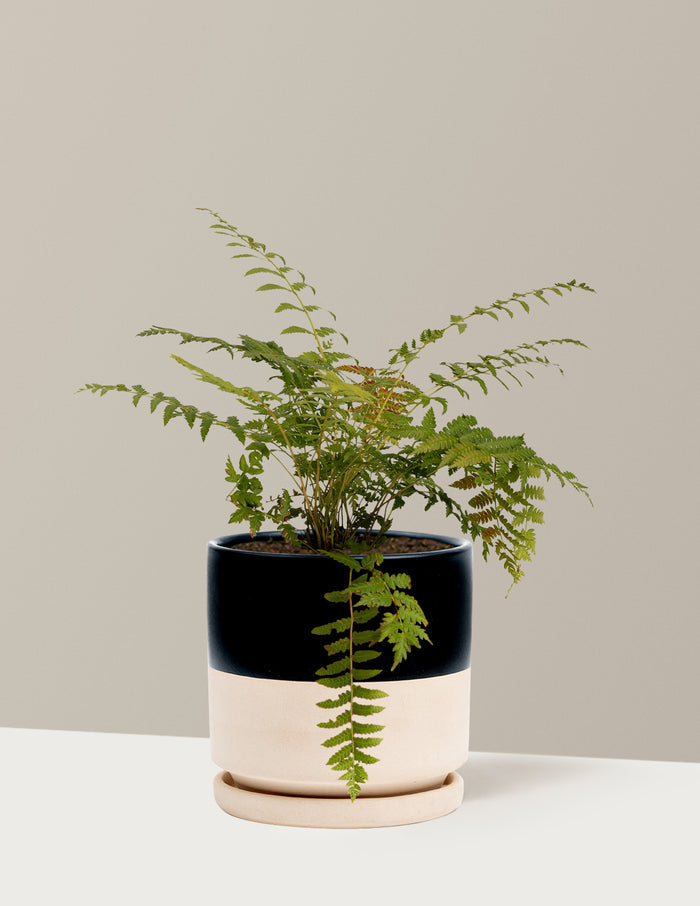 bundle | 1 Gallon - Single | Isabella | Top Half Black