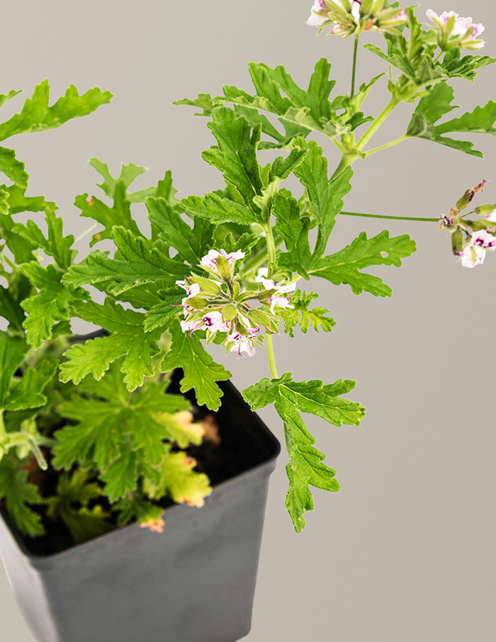 Citronella Bush