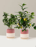 Citrus Lovers Bundle