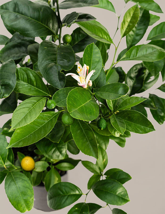 Citrus Lovers Bundle