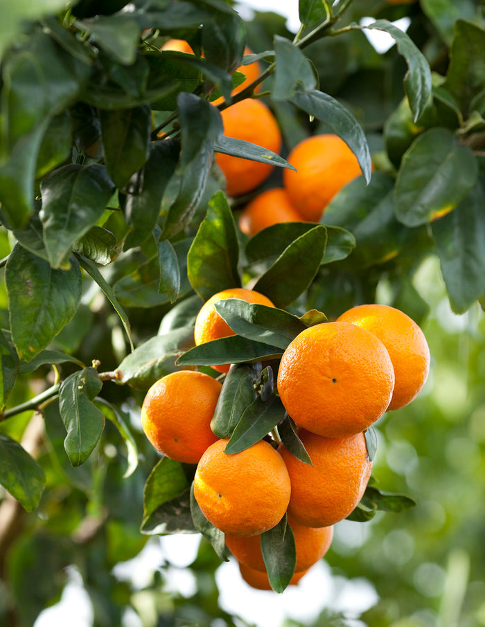 Clementine Mandarin Tree