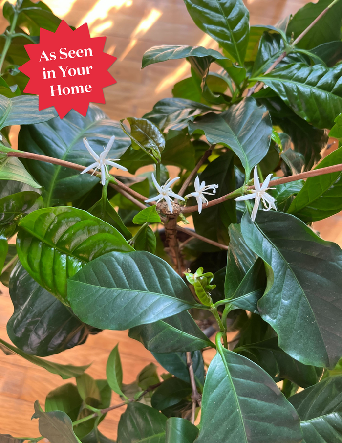 Coffee Plant