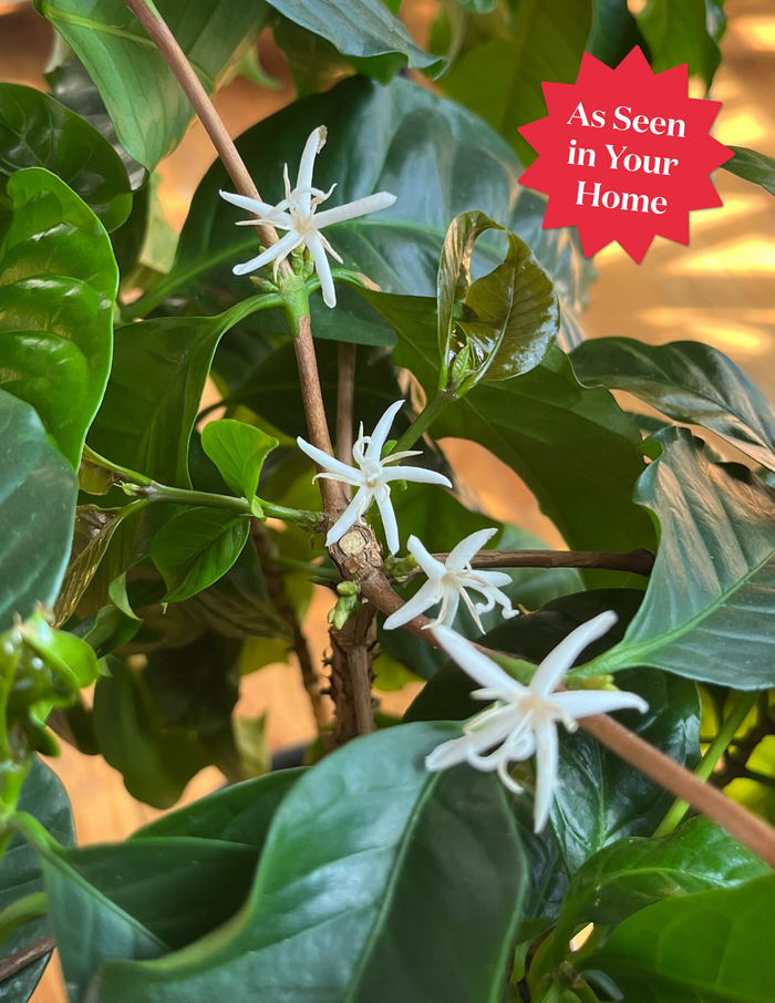 Coffee Plant