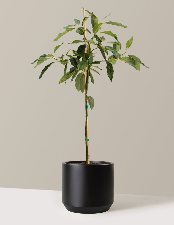 bundle | 2-3 ft. | Mexia | Black