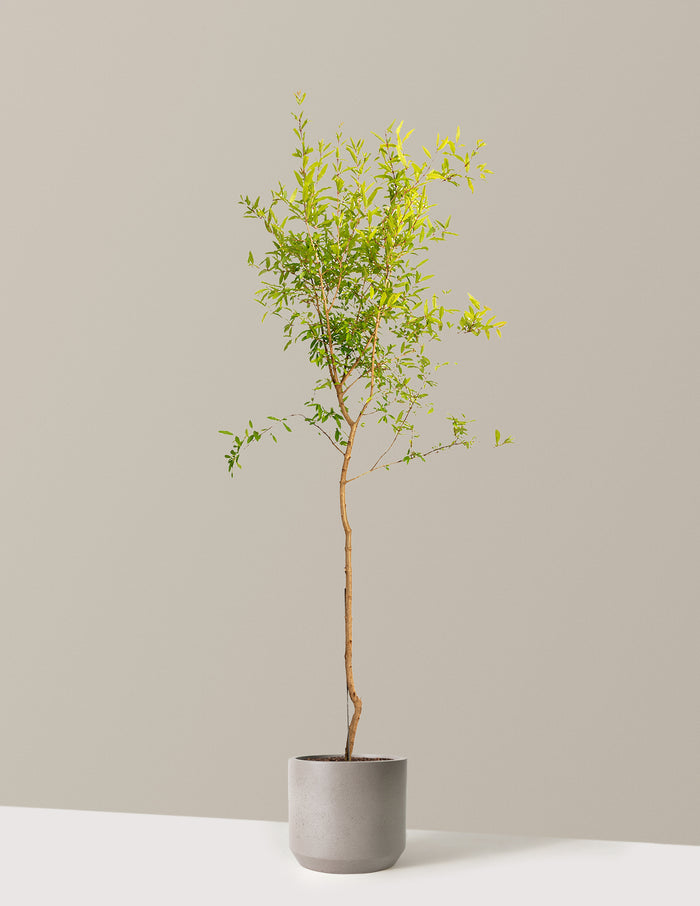 bundle | 4-5 ft. - Single | Mexia | Cement Grey