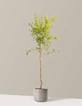 bundle | 4-5 ft. - Single | Mexia | Cement Grey
