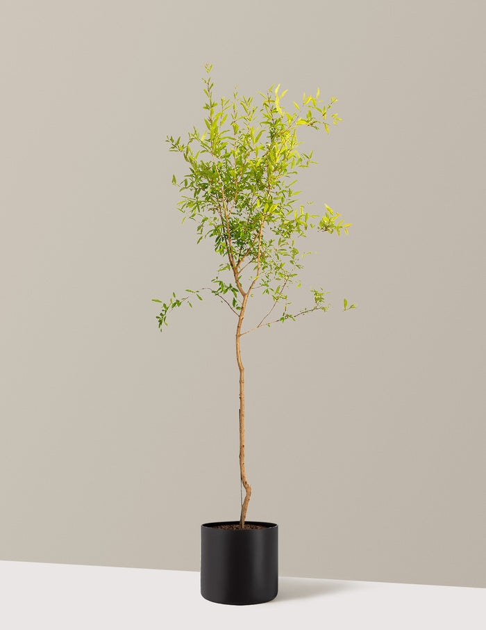 4-5 ft. - Single / Agnes (10" wide) / Black