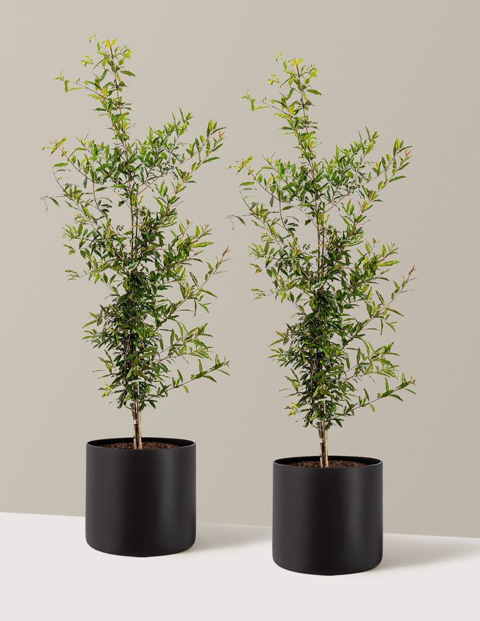 3 Gallon - 2-Pack / Agnes (10" wide) / Black