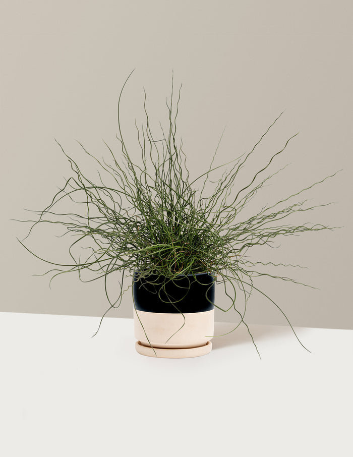 bundle | 1 Gallon - Single | Isabella | Top Half Black