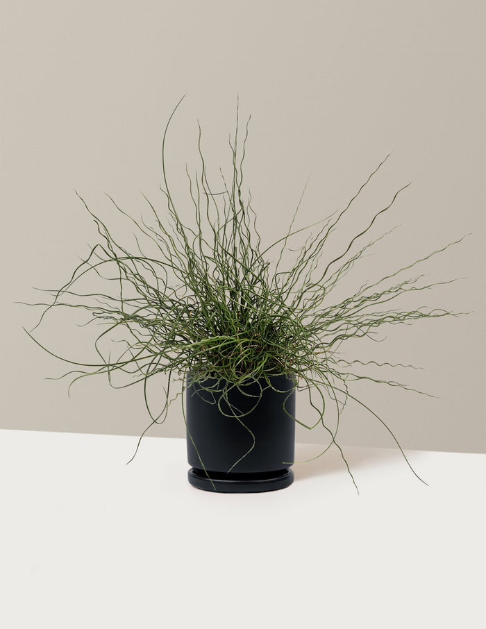 1 Gallon - Single / Isabella (8.25" wide) / Black