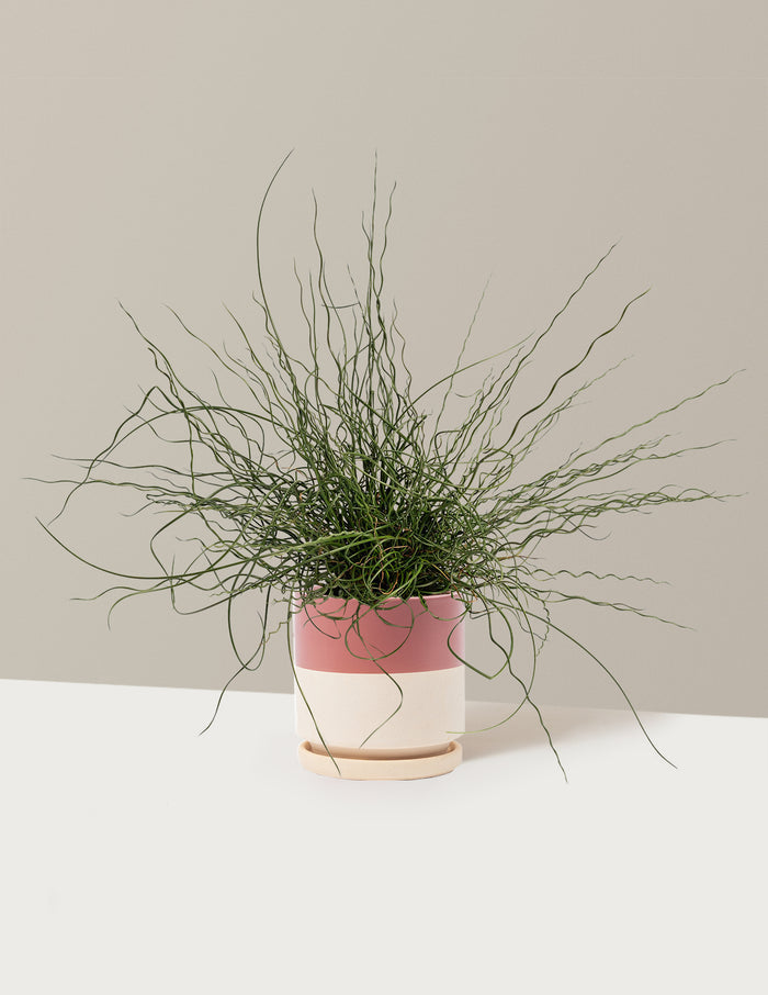 1 Gallon - Single / Isabella (8.25" wide) / Top Half Dusty Rose